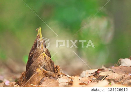 タケノコ 125226616