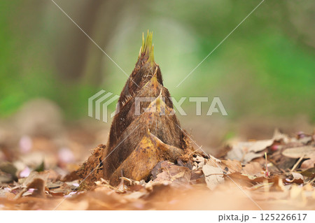 タケノコ 125226617