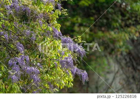 光を浴びて輝く満開のヤマフジの花 光を浴びて輝く満開のヤマフジの花 125226816