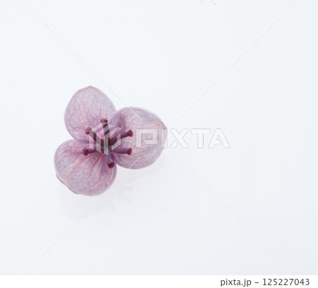 アケビの花 白バック アケビの花 白バック 125227043