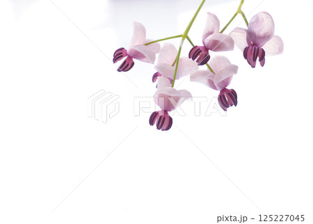 アケビの花 白バック アケビの花 白バック 125227045