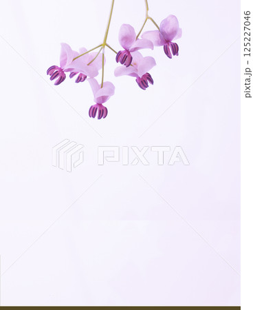 　アケビの花　白バック 125227046