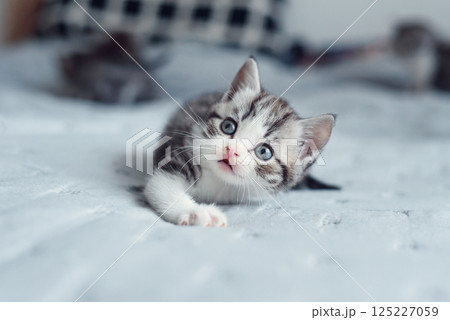 Adorable fluffy small light grey domestic fold British kitten playing on grey soft sofa at home Adorable fluffy small light grey domestic fold British kitten playing on grey soft sofa at home 125227059