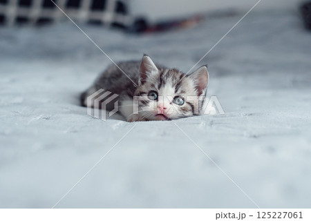 Adorable fluffy small light grey domestic fold British kitten playing on grey soft sofa at home Adorable fluffy small light grey domestic fold British kitten playing on grey soft sofa at home 125227061