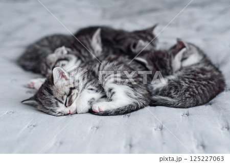 Six small striped domestic kittens sleeping together at home lying on bed gray blanket. Cute pets. Six small striped domestic kittens sleeping together at home lying on bed gray blanket. Cute pets. 125227063