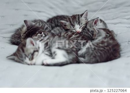 Six small striped domestic kittens sleeping together at home lying on bed gray blanket. Cute pets. Six small striped domestic kittens sleeping together at home lying on bed gray blanket. Cute pets. 125227064