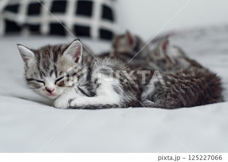 Six small striped domestic kittens sleeping together at home lying on bed gray blanket. Cute pets. Six small striped domestic kittens sleeping together at home lying on bed gray blanket. Cute pets. 125227066