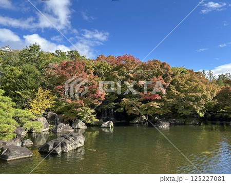 彩りの庭 125227081