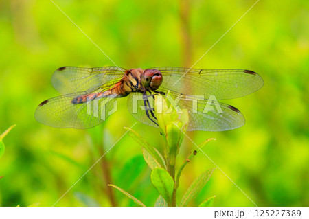 夏から飛び始める秋を代表するトンボの虫アキアカネ 125227389