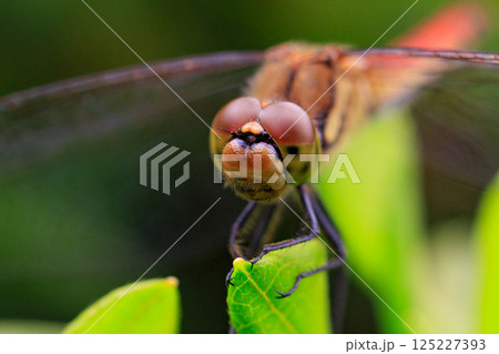 夏から飛び始める秋を代表するトンボの虫アキアカネ 125227393