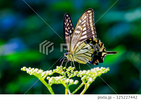 都会から山地まで、様々な場所で見ることが出来る身近な　アゲハチョウ 125227442