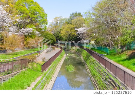 埼玉県春日部市金野井用水路2025年4月 125227610