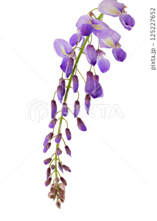 【藤の花 (深度合成)】 125227652