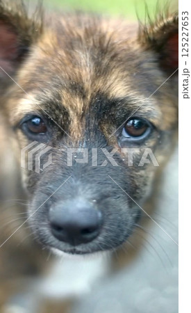 可愛い犬の顔 125227653