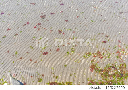 砂浜の波紋 砂浜の波紋 125227660