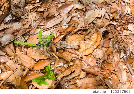 落ち葉に擬態しているバッタ 125227662