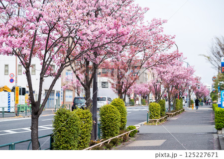 【東邦医大通り】道路を彩る桜の並木道 125227671
