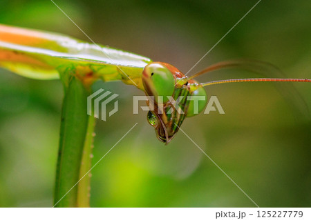逆三角形の顔をしたハンター　カマキリ 125227779