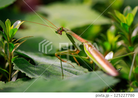 逆三角形の顔をしたハンター カマキリ 逆三角形の顔をしたハンター カマキリ 125227780