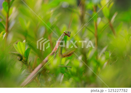 逆三角形の顔をしたハンター カマキリ 逆三角形の顔をしたハンター カマキリ 125227782