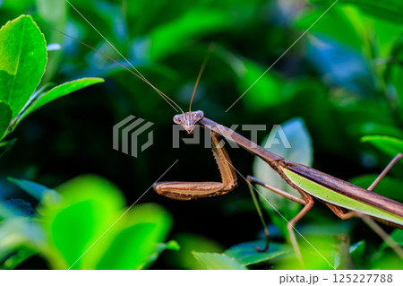 逆三角形の顔をしたハンター　カマキリ 125227788