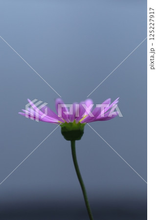 空に向かって咲くピンクのヒメコスモス 125227917
