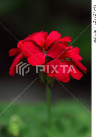 赤いアイビーゼラニウムの花 125227945