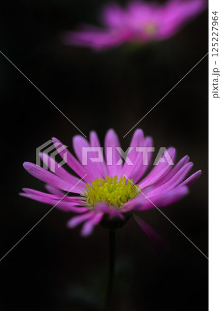 ピンク色のヒメコスモスの花をクローズアップ撮影した写真 ピンク色のヒメコスモスの花をクローズアップ撮影した写真 125227964