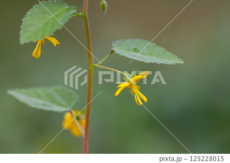 明るい黄色の花と赤褐色の種子が特徴の1年草 カラスノゴマ 明るい黄色の花と赤褐色の種子が特徴の1年草 カラスノゴマ 125228015