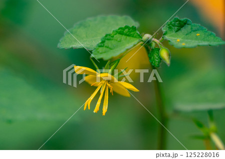 明るい黄色の花と赤褐色の種子が特徴の1年草 カラスノゴマ 明るい黄色の花と赤褐色の種子が特徴の1年草 カラスノゴマ 125228016