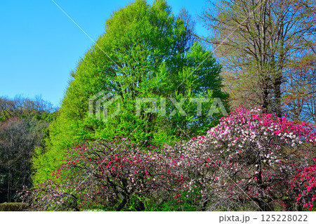 花桃と新緑の雑木　青空バック　城山公園　桶川市 125228022