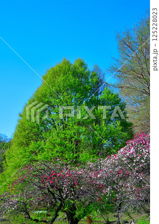 花桃と新緑の雑木　青空バック　城山公園　桶川市 125228023