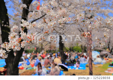 お花見のイメージ　満開の桜の下でお花見を楽しむ　東京都北区飛鳥山のお花見の風景 125228038
