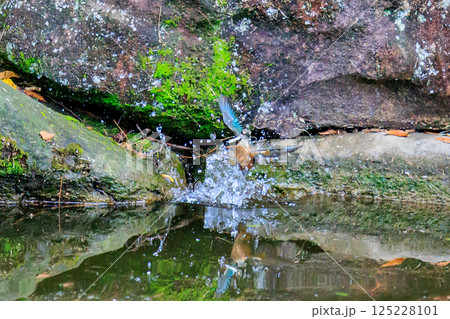 魚を獲るために水中にダイブする瑠璃色の人気者カワセミ 125228101