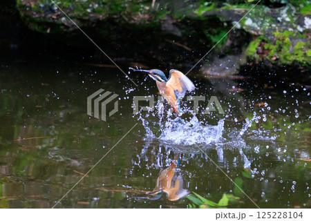 魚を獲るために水中にダイブする瑠璃色の人気者カワセミ 125228104