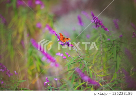 翅の裏は枯れ葉に紛れる保護色を纏った黄色の蝶　キタテハ 125228189