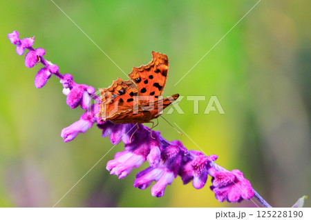 翅の裏は枯れ葉に紛れる保護色を纏った黄色の蝶 キタテハ 翅の裏は枯れ葉に紛れる保護色を纏った黄色の蝶 キタテハ 125228190