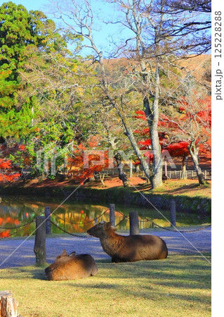 秋の東大寺境内(奈良公園・縦構図) 秋の東大寺境内(奈良公園・縦構図) 125228288