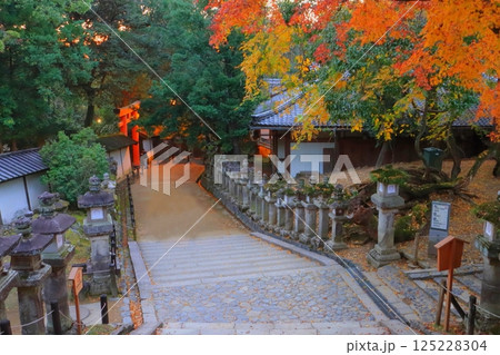 秋の春日大社参道（奈良市） 125228304