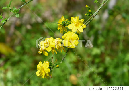 オウバイ Winter jasmine オウバイ Winter jasmine 125228414