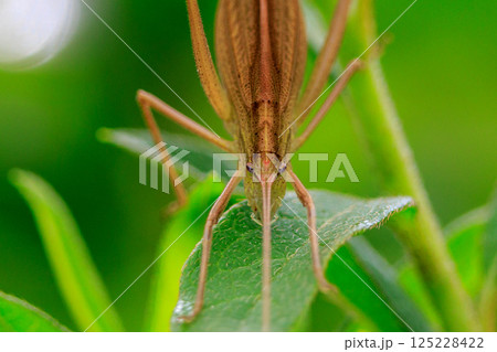 電気の変圧器の様な音で鳴く夜行性のクビキリギリス 125228422