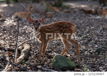 奈良公園の鹿 奈良公園の鹿 125228467