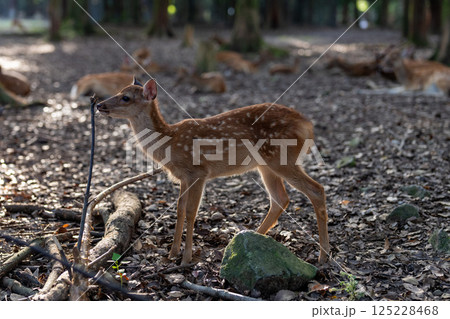 奈良公園の鹿 125228468
