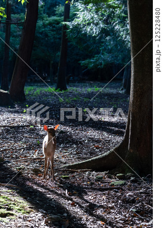 奈良公園の鹿 125228480