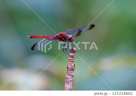 高山から学校のプールまで広く生息する赤とんぼの仲間コノシメトンボ 高山から学校のプールまで広く生息する赤とんぼの仲間コノシメトンボ 125228662