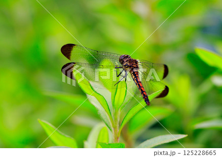 高山から学校のプールまで広く生息する赤とんぼの仲間コノシメトンボ 高山から学校のプールまで広く生息する赤とんぼの仲間コノシメトンボ 125228665