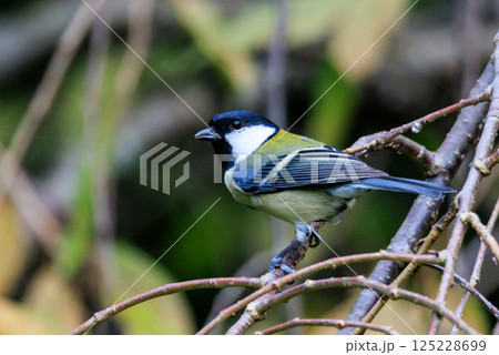 胸のネクタイが可愛らしい身近な野鳥 シジュウカラ 125228699