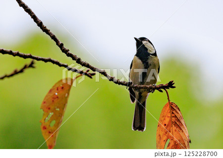 胸のネクタイが可愛らしい身近な野鳥 シジュウカラ 125228700
