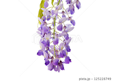 【藤の花 (深度合成)】 125228749
