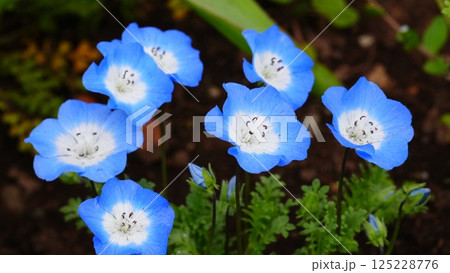 日比谷公園の花壇に咲くネモフィラ2025 日比谷公園の花壇に咲くネモフィラ2025 125228776